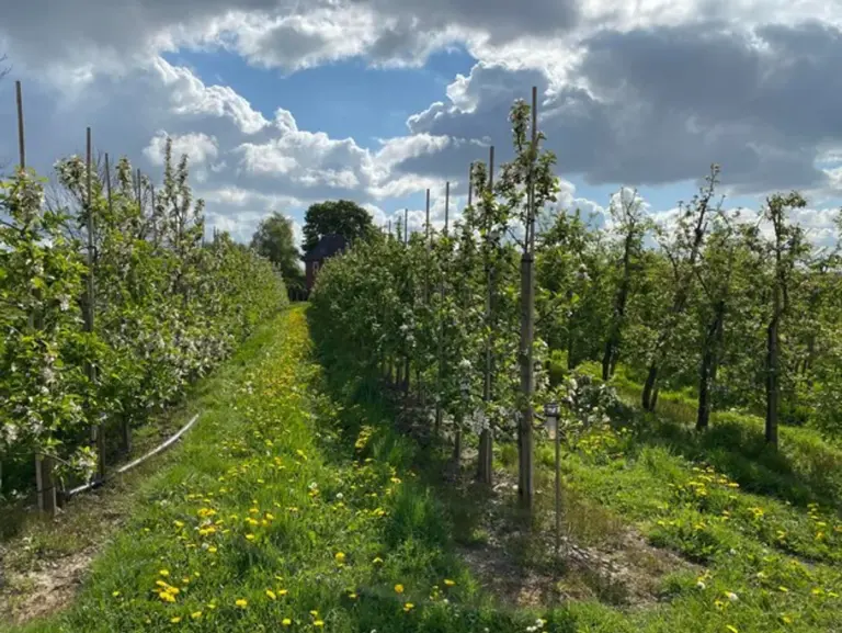 eco friendly fruit tree orchard Germany