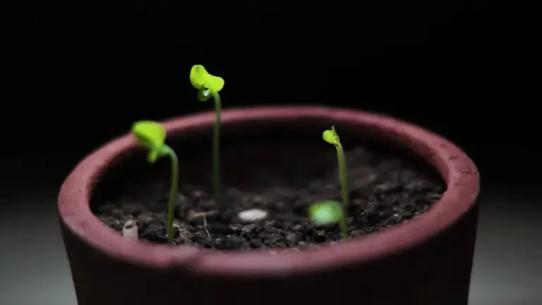 close up healthy vegetable seedlings window light