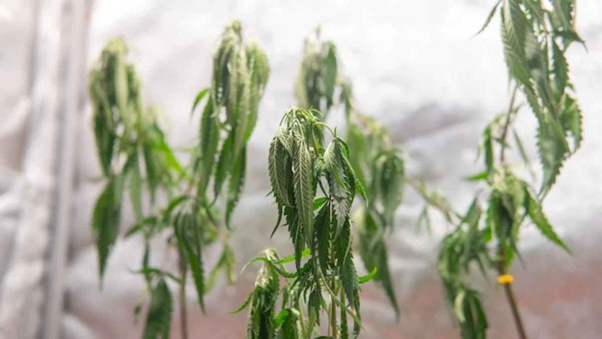 seedlings overwatered pot close up