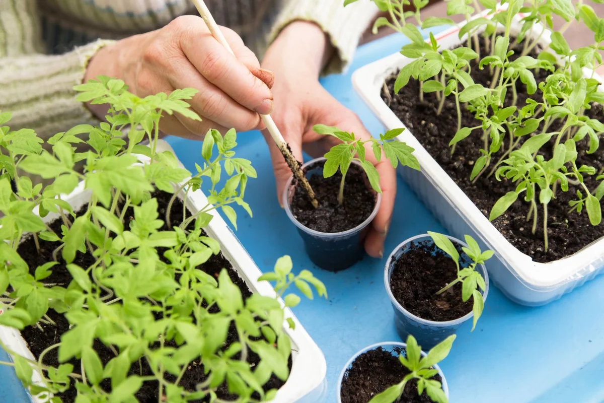 seedling substrate drainage demonstration