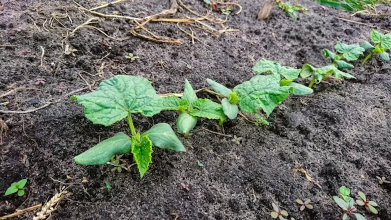 garden bed mistakes before and after