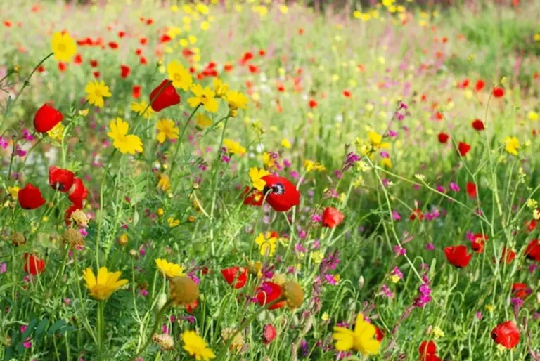 wildflower meadow Germany residential garden