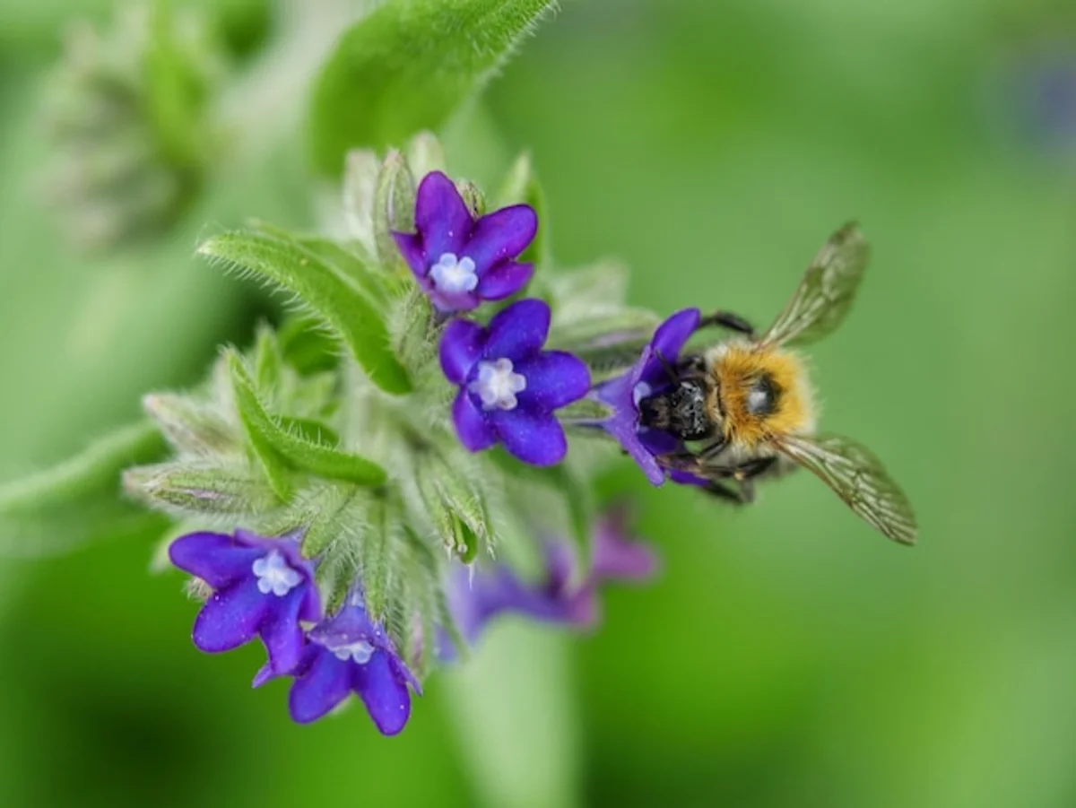bee pollinating flowers in German wildflower garden