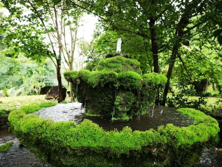 moss removal from lawn eco friendly