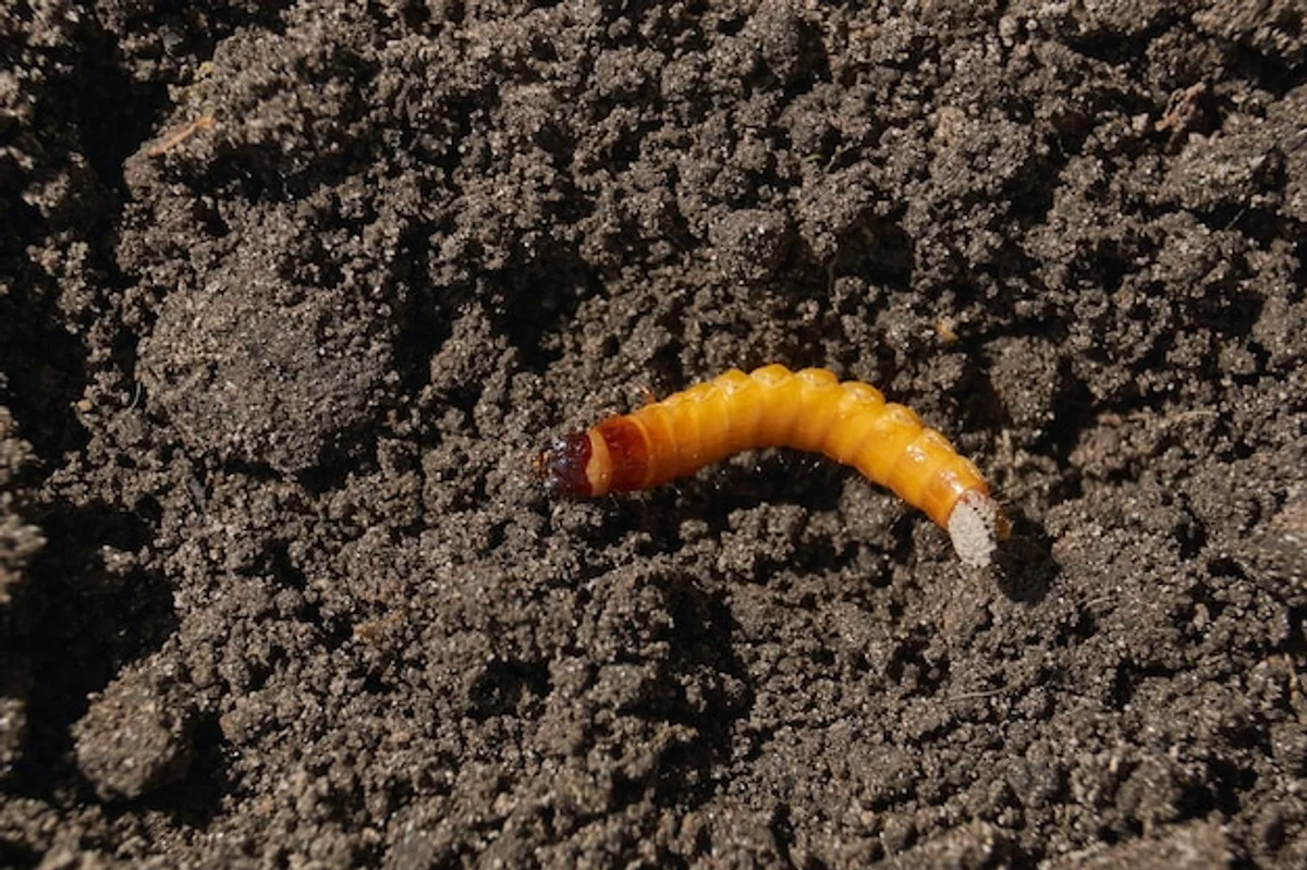 beneficial insects in organic garden germany