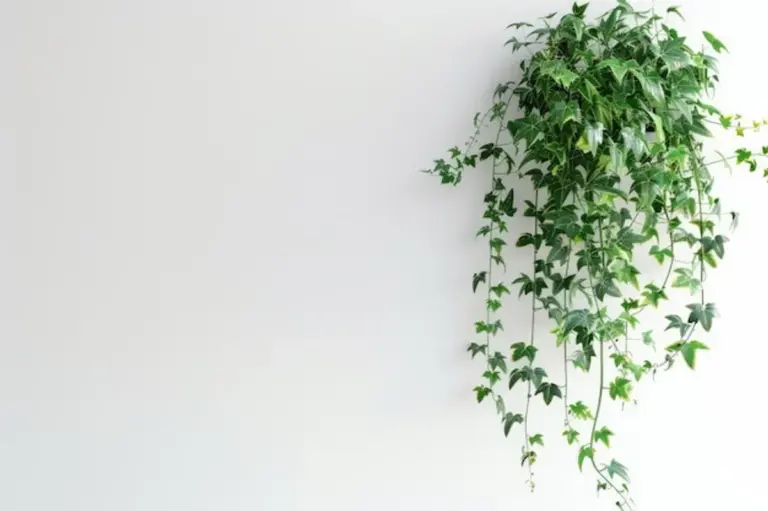 modern ivy plant feng shui home interior