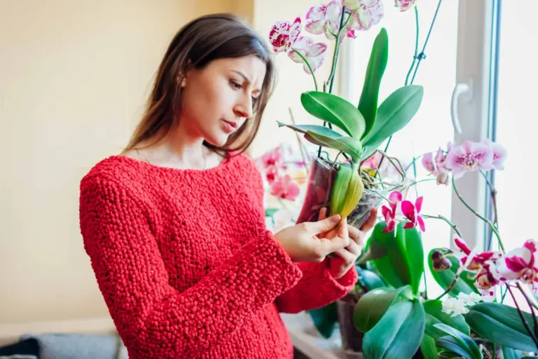wilted orchid care german home