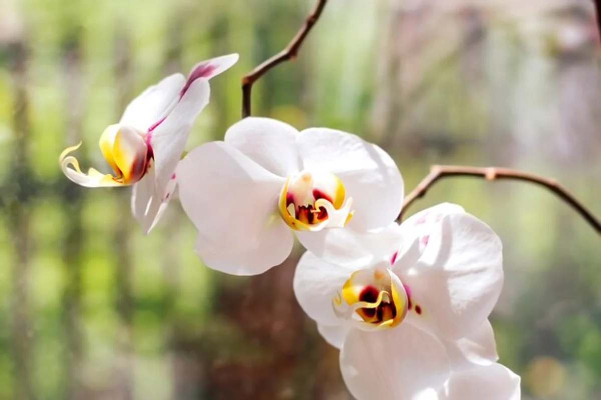 healthy blooming orchid close up window