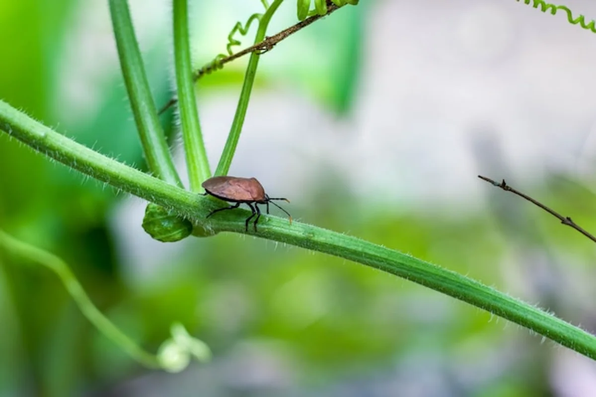 ladybug on vegetable plants macro