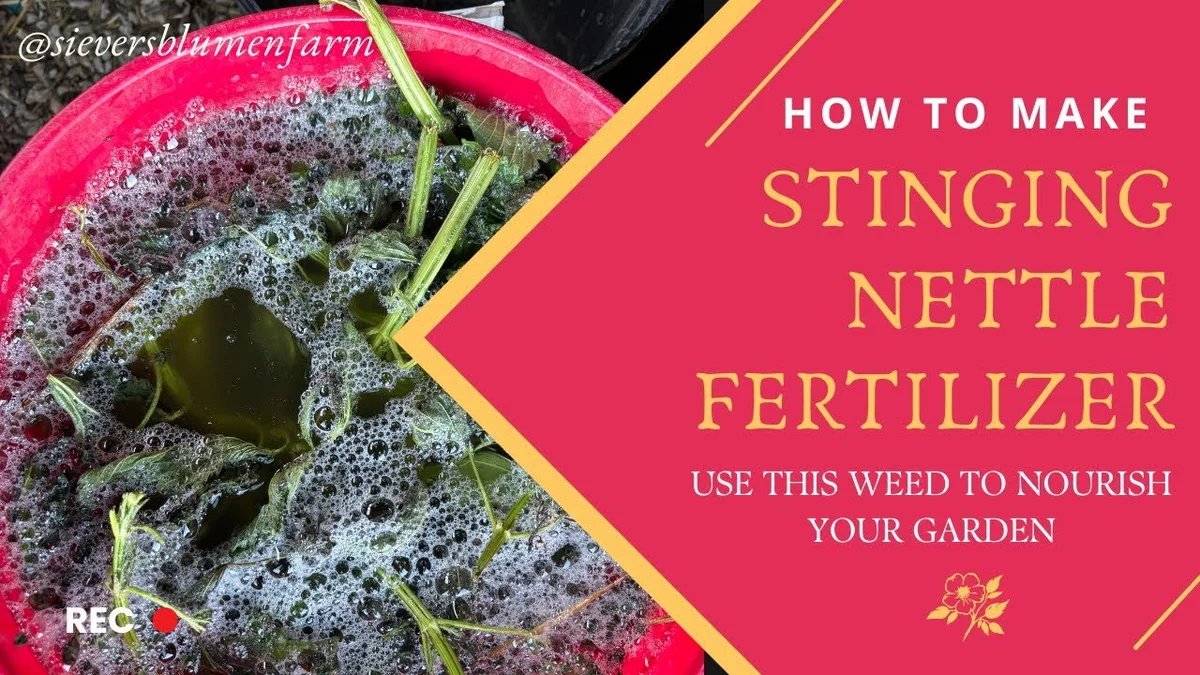 homemade stinging nettle fertilizer spray in garden