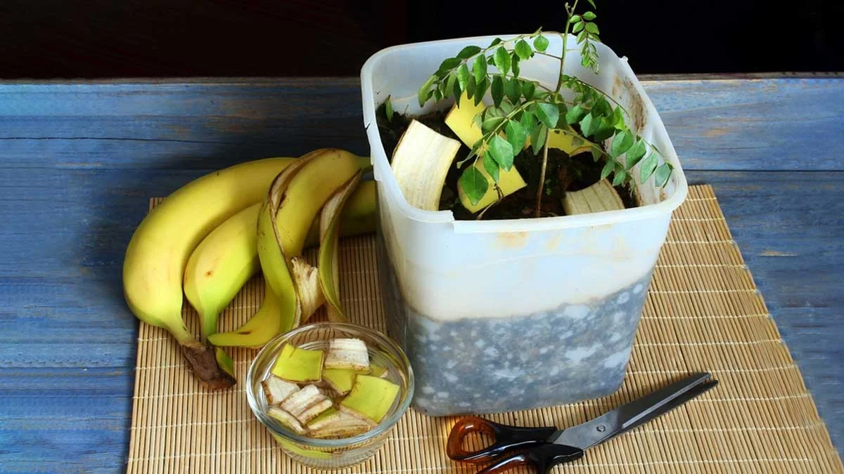 homemade banana peel plant fertilizer windowsill