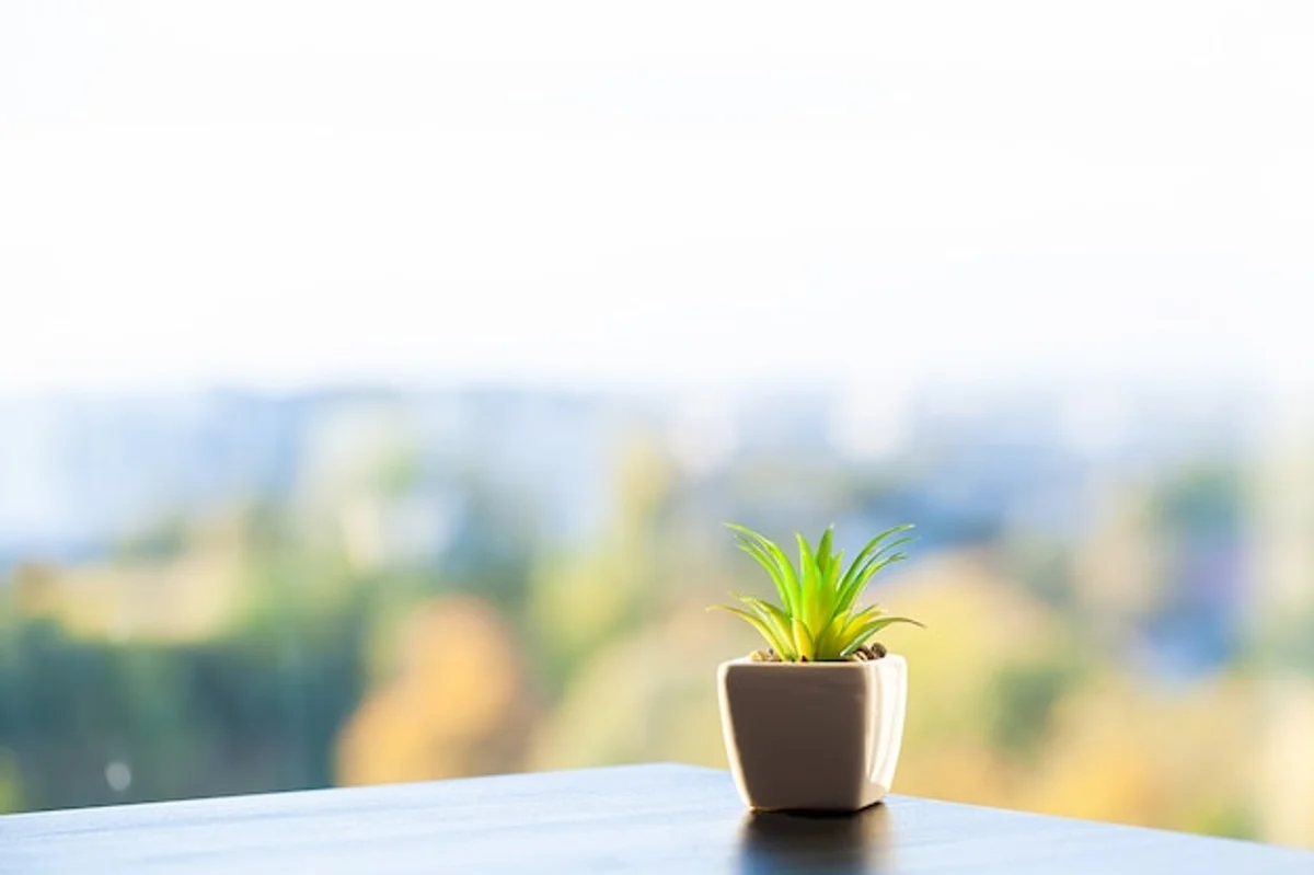 succulent plants on windowsill minimalistic
