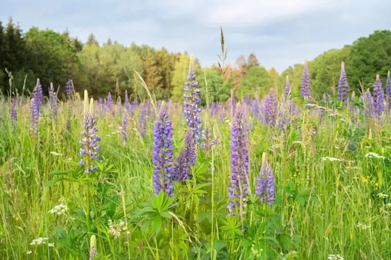 colorful wildflower meadow Germany garden sustainability