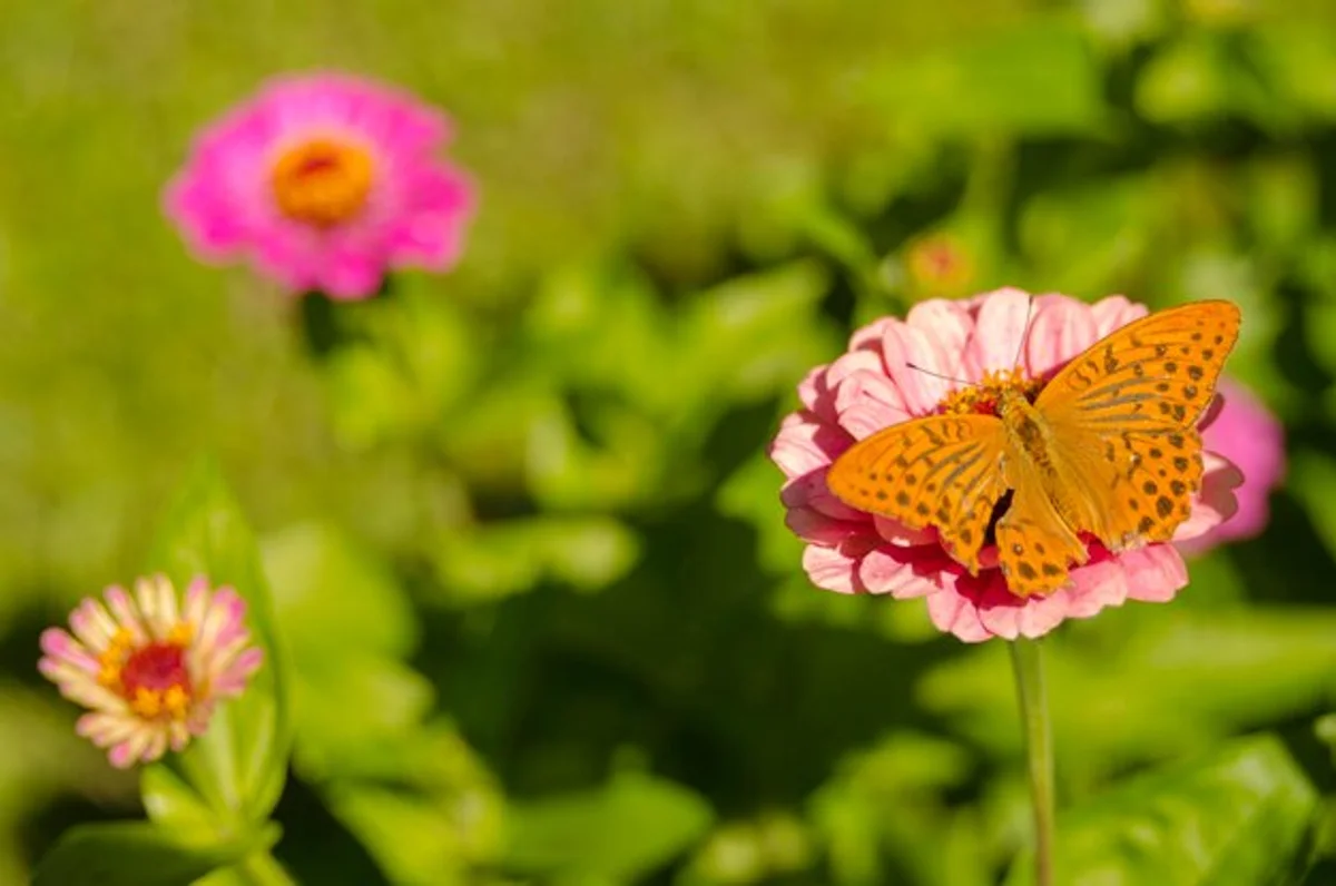 bee and butterfly on german wildflower meadow close-up