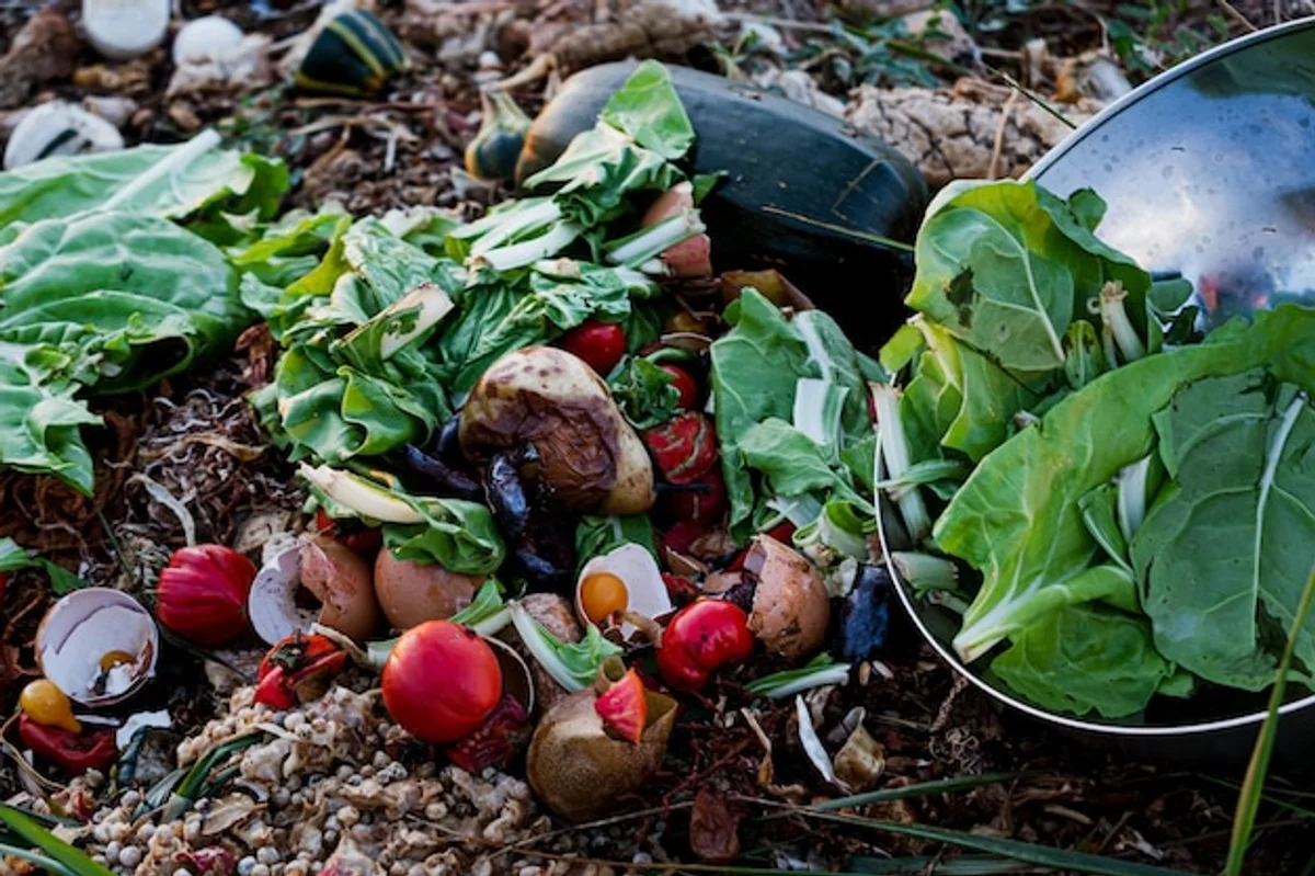 coffee grounds fertilizing tomato plants