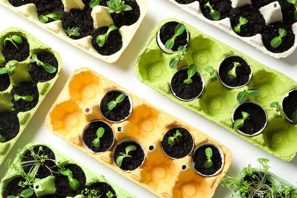 germinating seeds in egg cartons