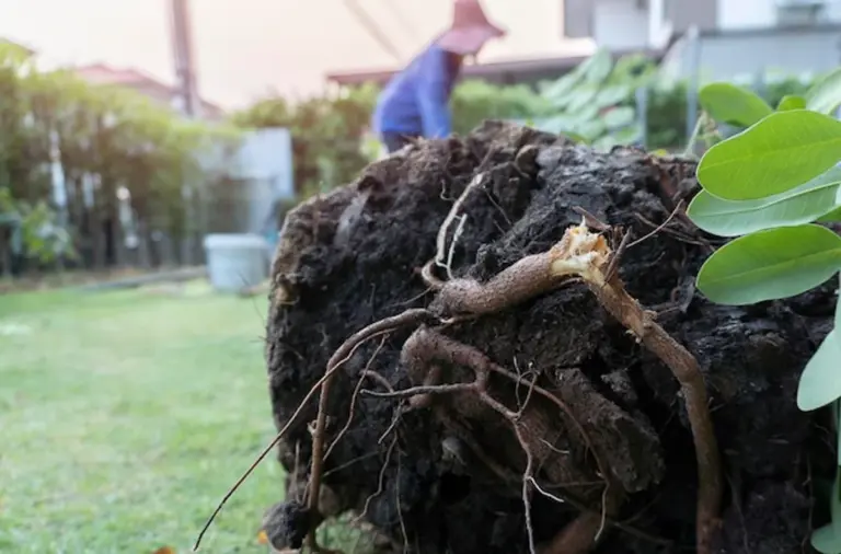 garlic planted around fruit tree trunk close up