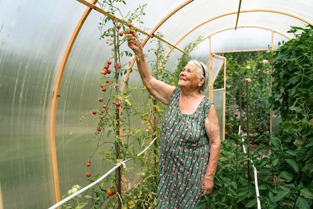 senior greenhouse gardening raised beds