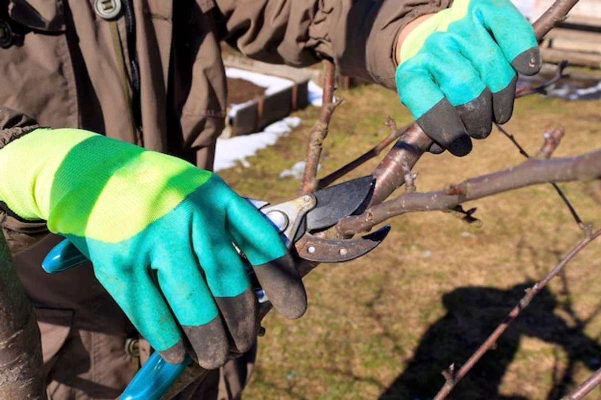 gentle spring apple tree pruning