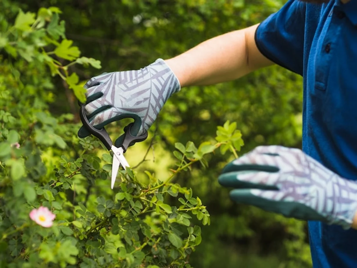 gentle apple tree pruning in spring garden close up