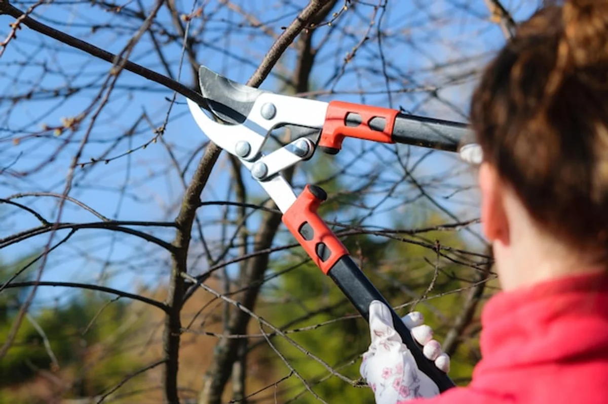 close up of pruning shears cutting small apple tree branch spring sunny day