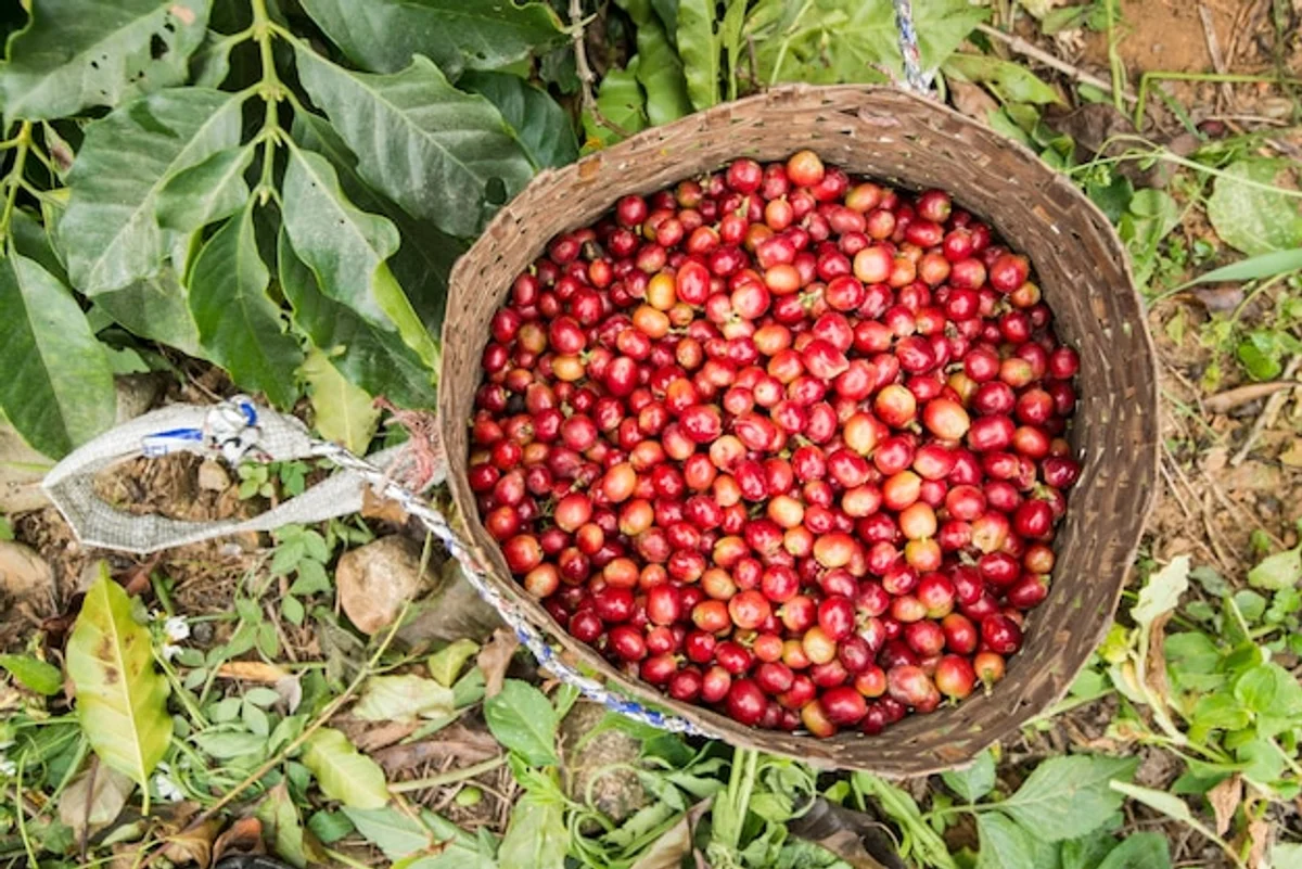 coffee grounds tomatoes garden close up vibrant