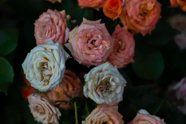 shady garden roses blooming
