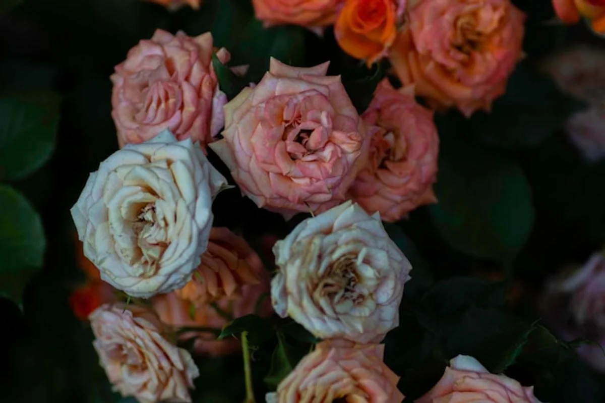 shady garden roses blooming