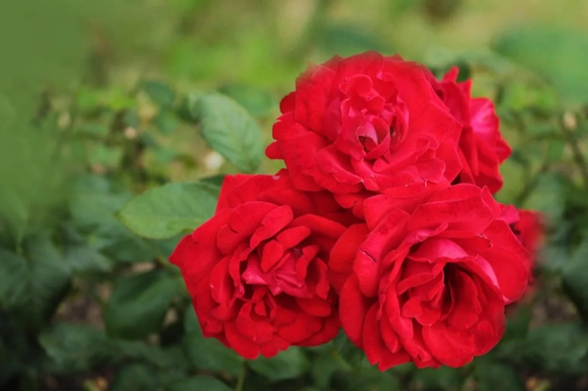 shady garden roses blooming