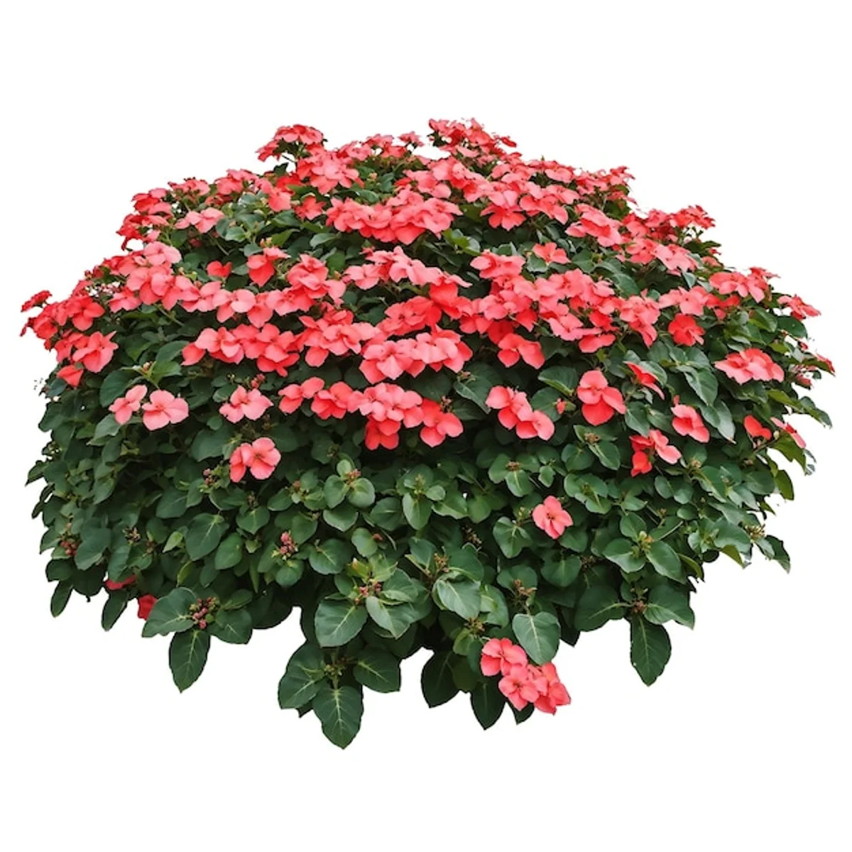 shade tolerant rose varieties garden