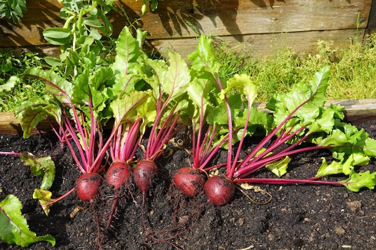 organic vegetable garden harvest Germany