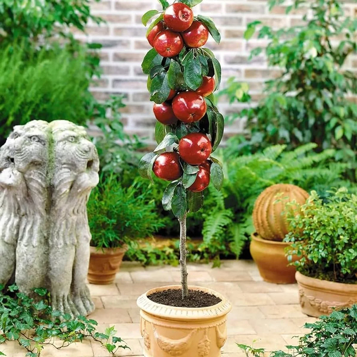 apple tree compact garden Germany