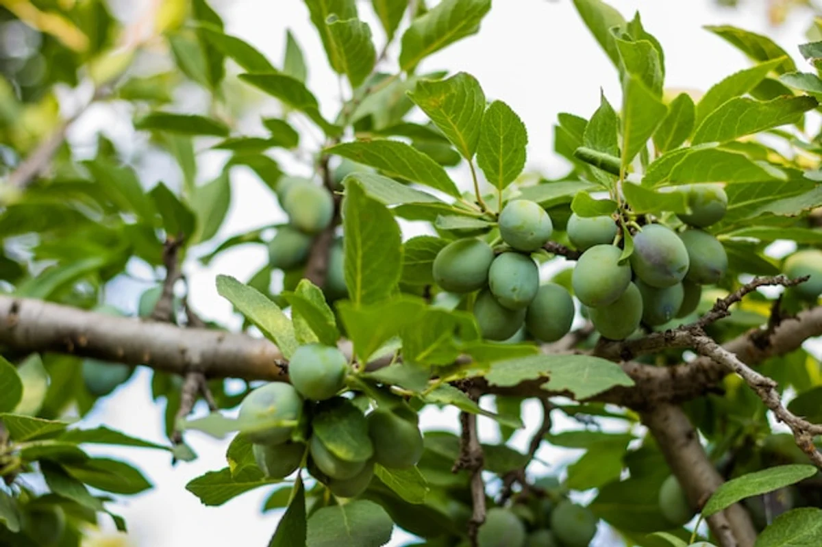 fresh plum tree small garden Germany