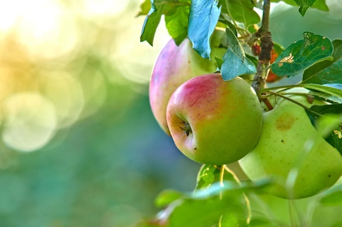 resistant apple tree varieties in garden closeup