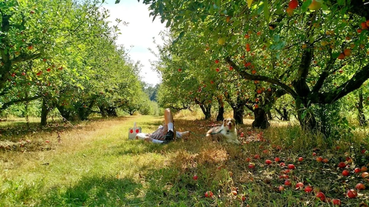 planting apple tree in home garden Germany