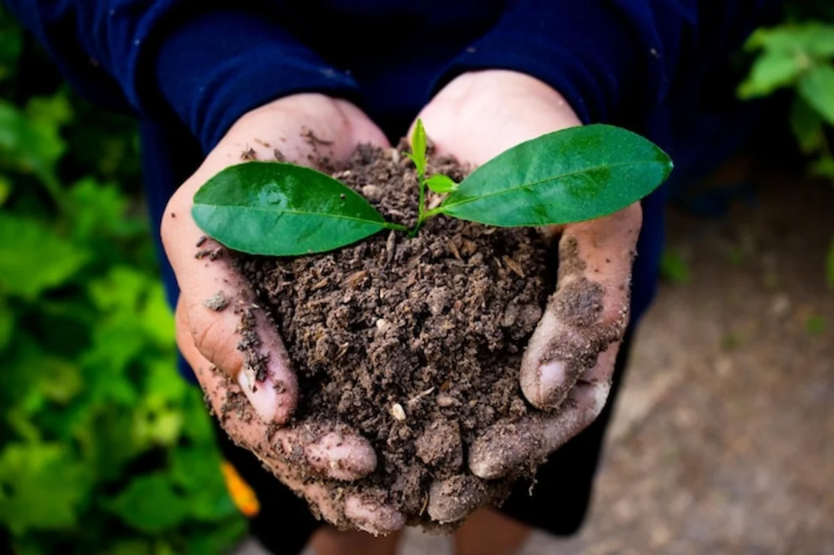 coffee grounds flower fertilizer blooming garden