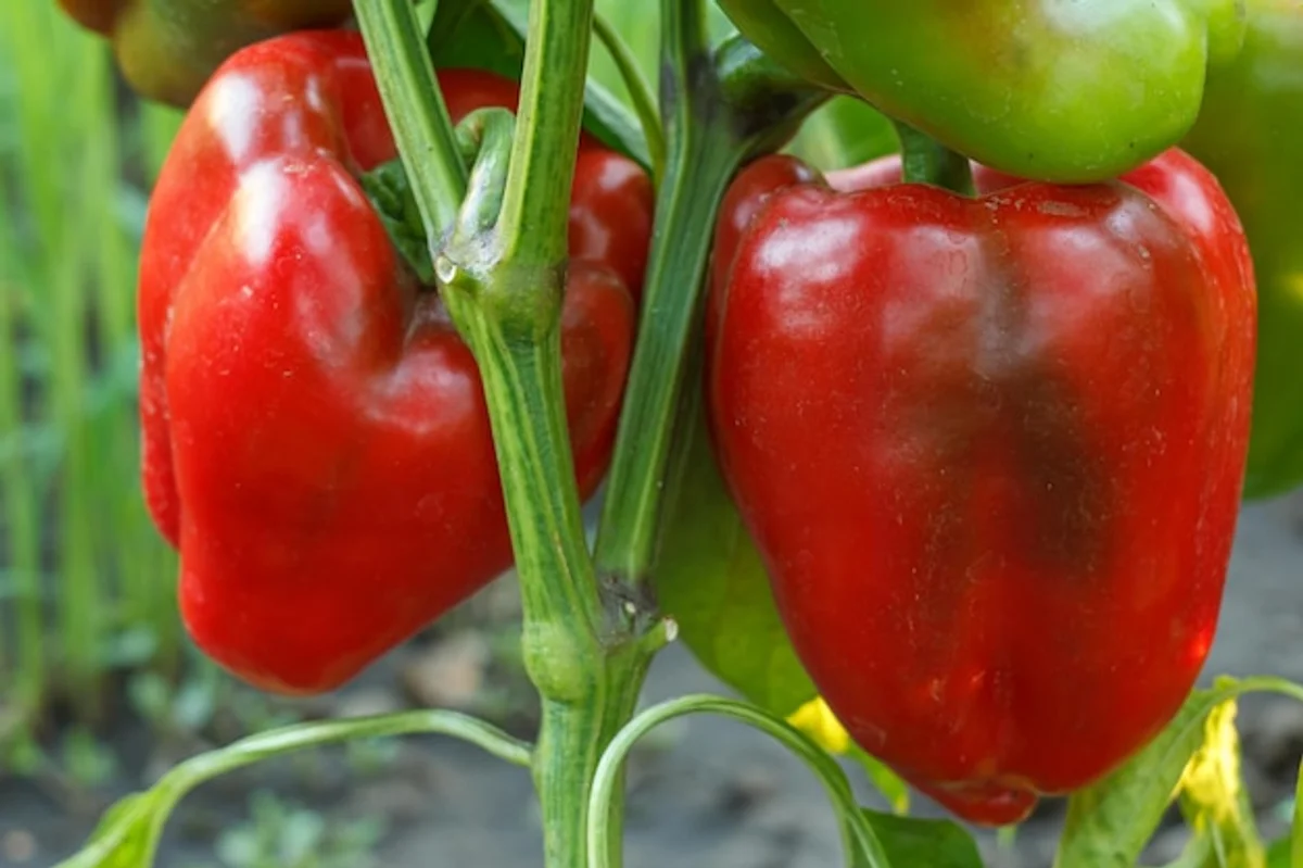 colorful bell peppers growing in garden close-up