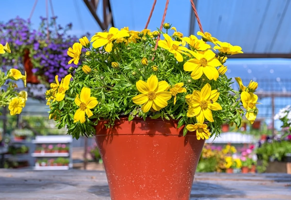 yellow balcony plant leaves closeup Germany