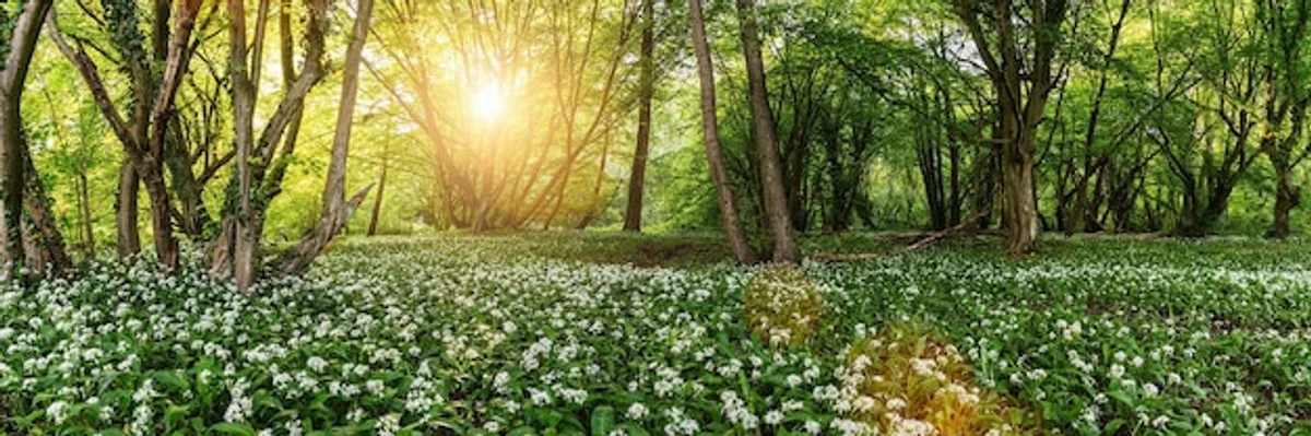 wildflower meadow garden germany vibrant