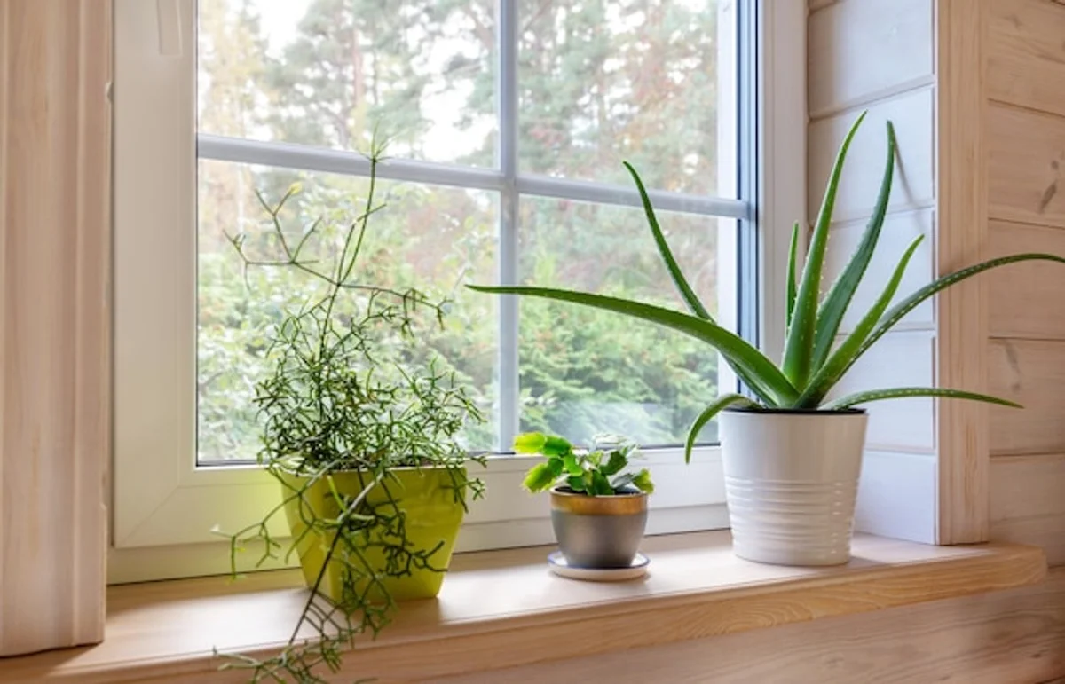 windowsill houseplants light cozy