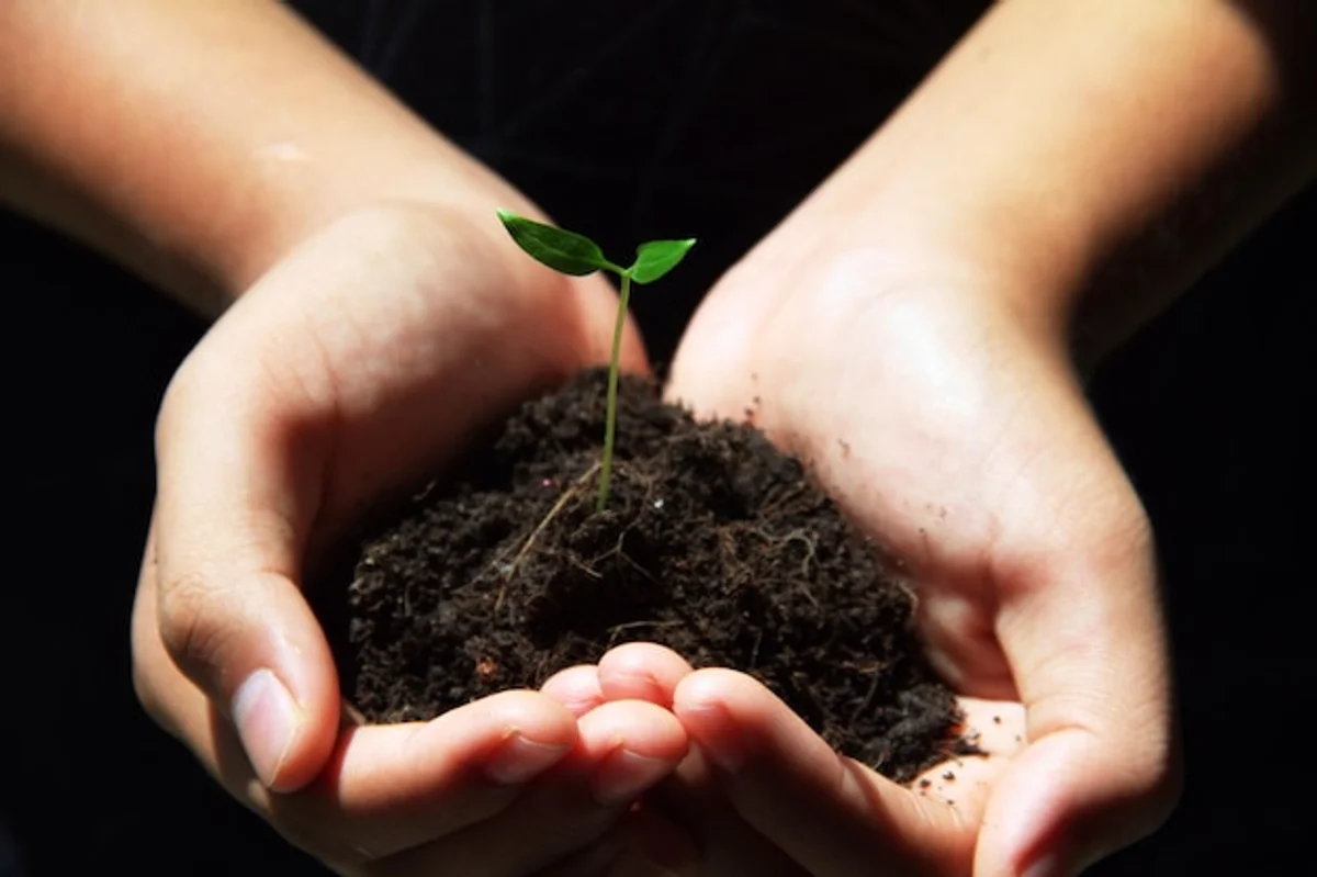 woman testing soil moisture in home plant with finger natural light