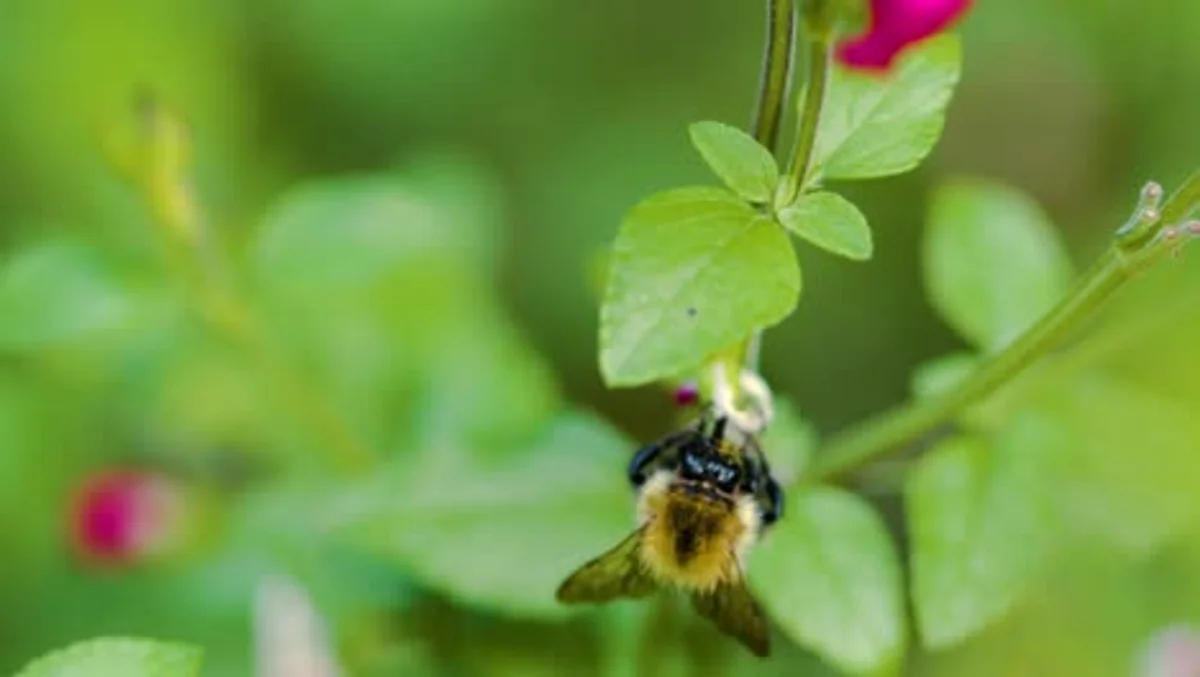 bee drinking water shallow dish garden closeup