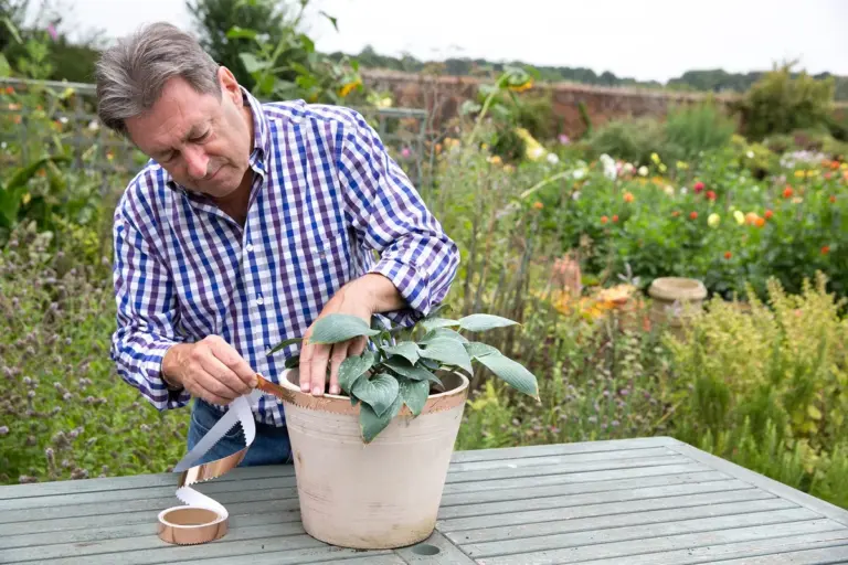 natural pest control for pear trees elderly gardener Germany