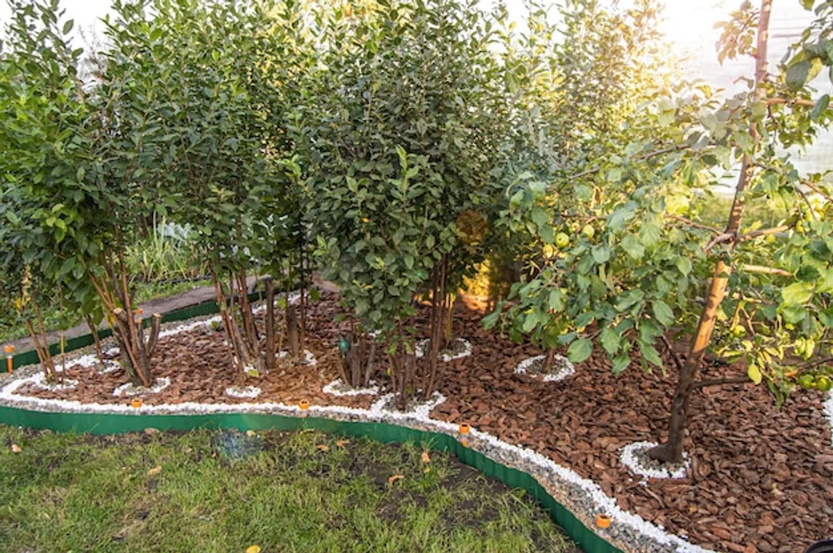 pear vs cherry tree maintenance garden