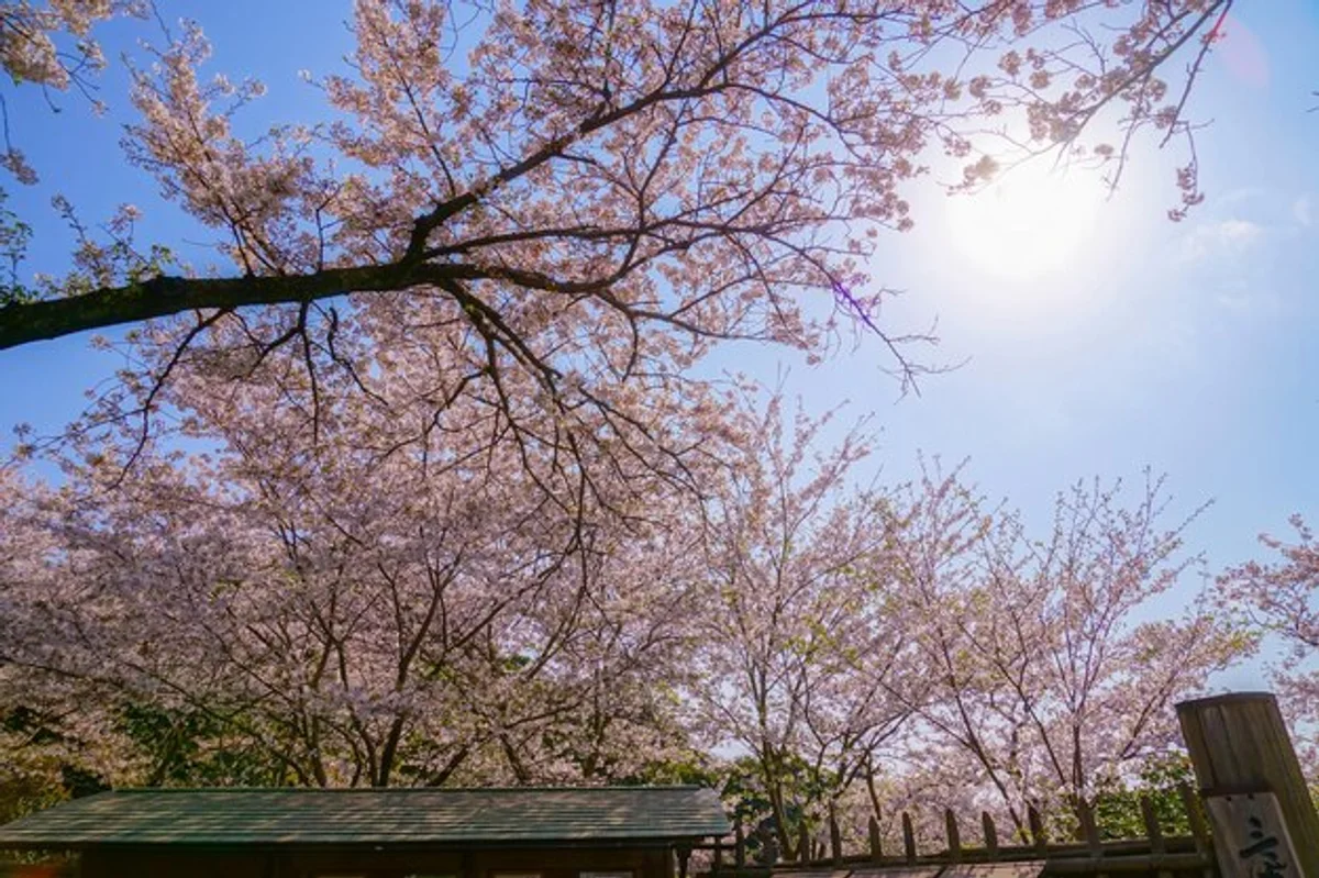 cherry tree full bloom garden