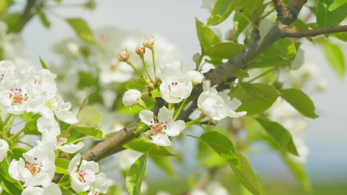 pear tree garden spring blossoms