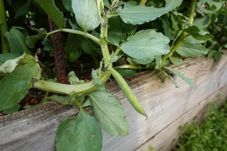 overwatered pea plants in garden