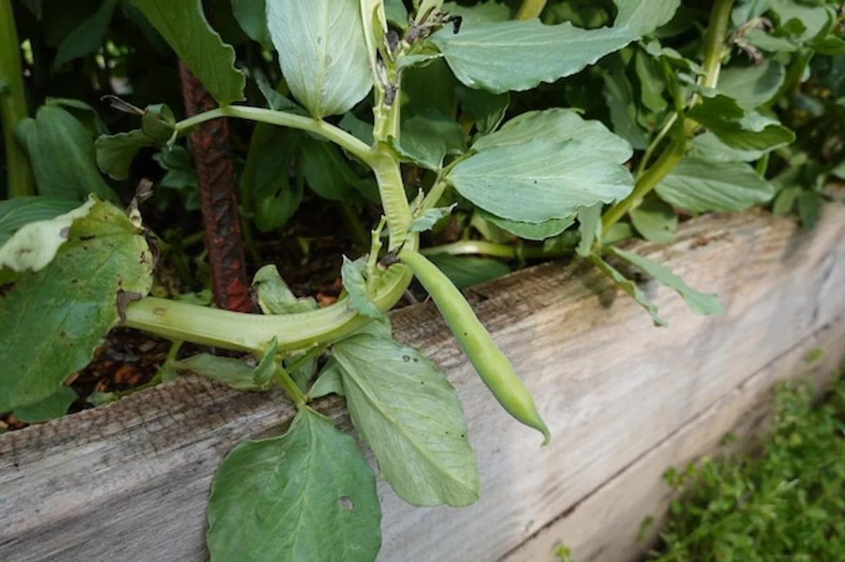 overwatered pea plants in garden
