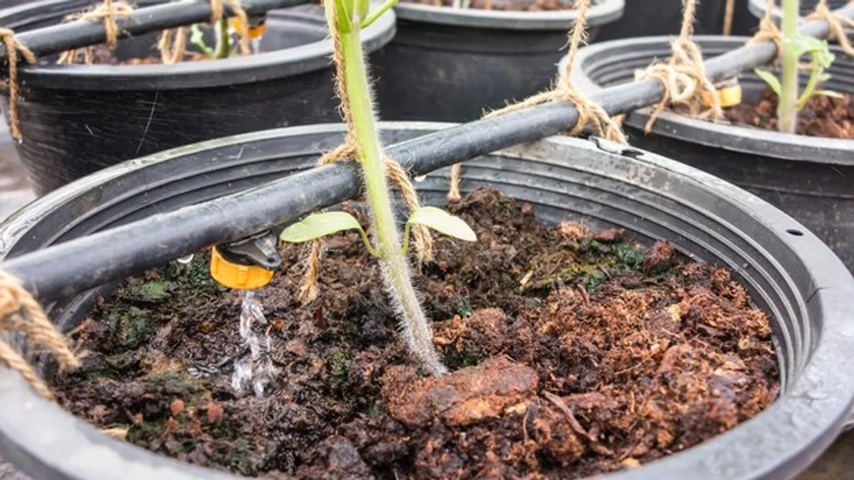overwatered pea plants closeup