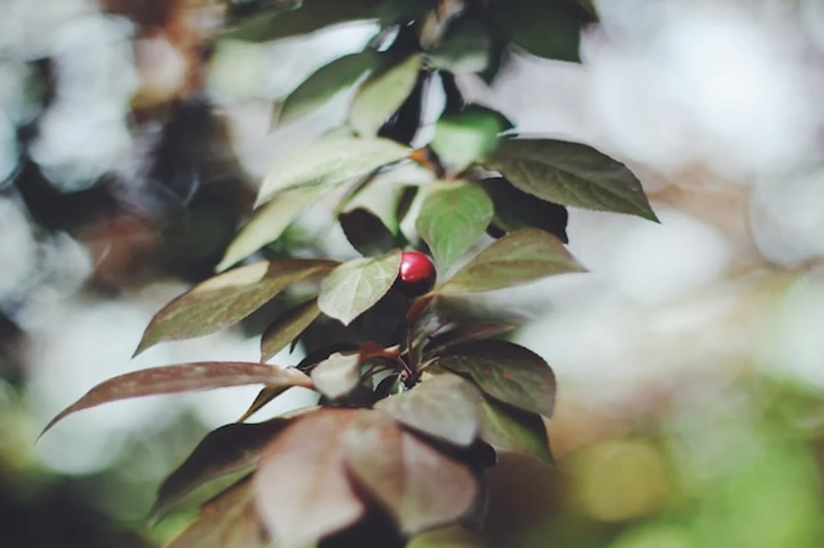 coffee grounds on soil around fruit trees in spring home garden